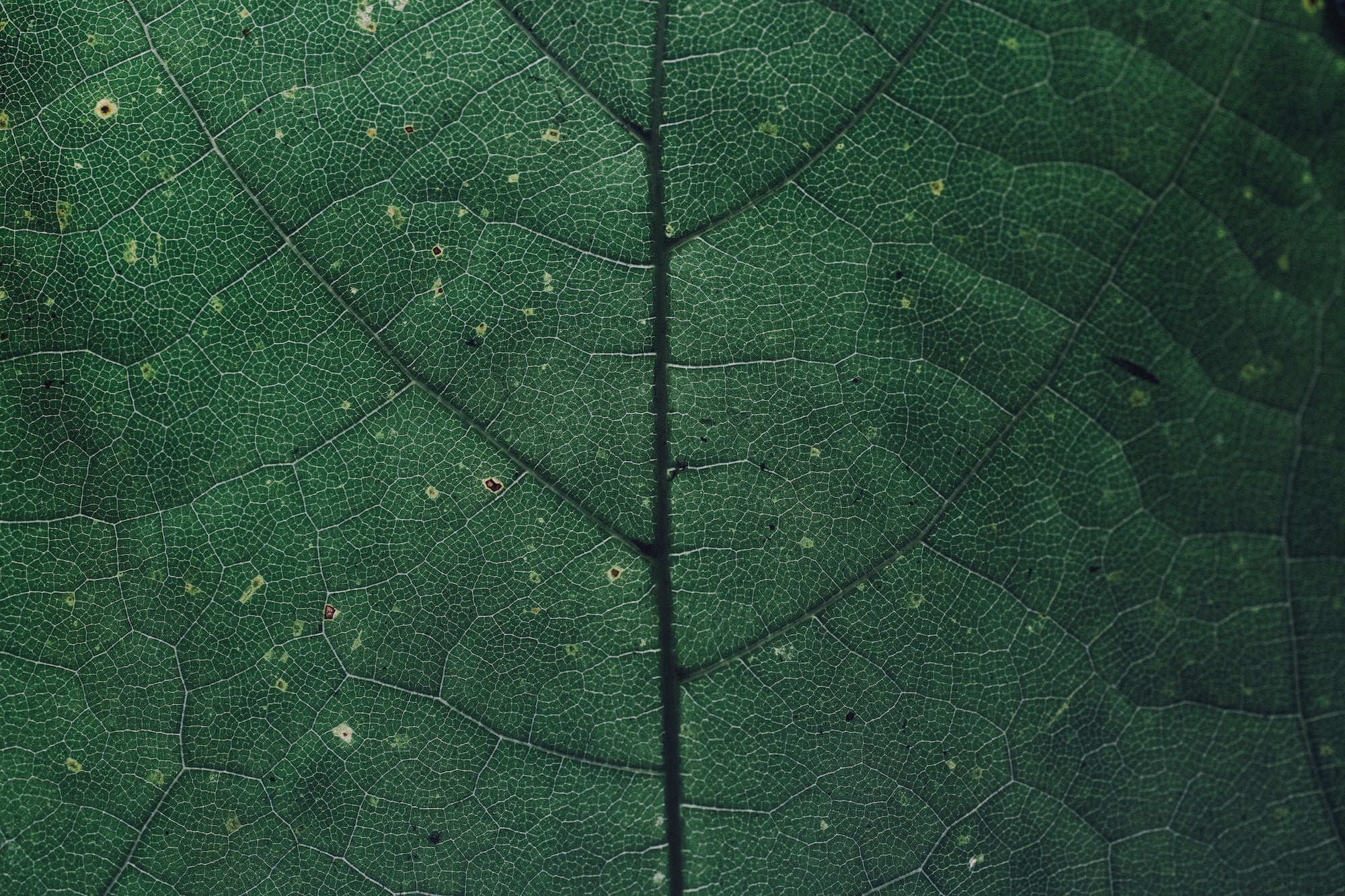 6 Benefits of adding Chlorophyll to your diet